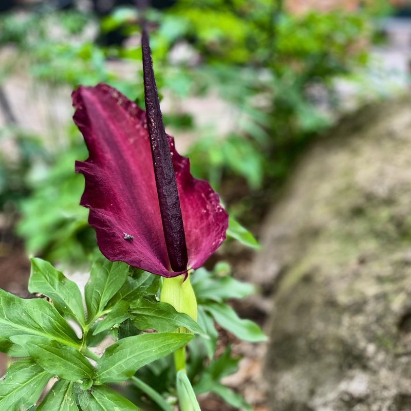 Dragon Arum
