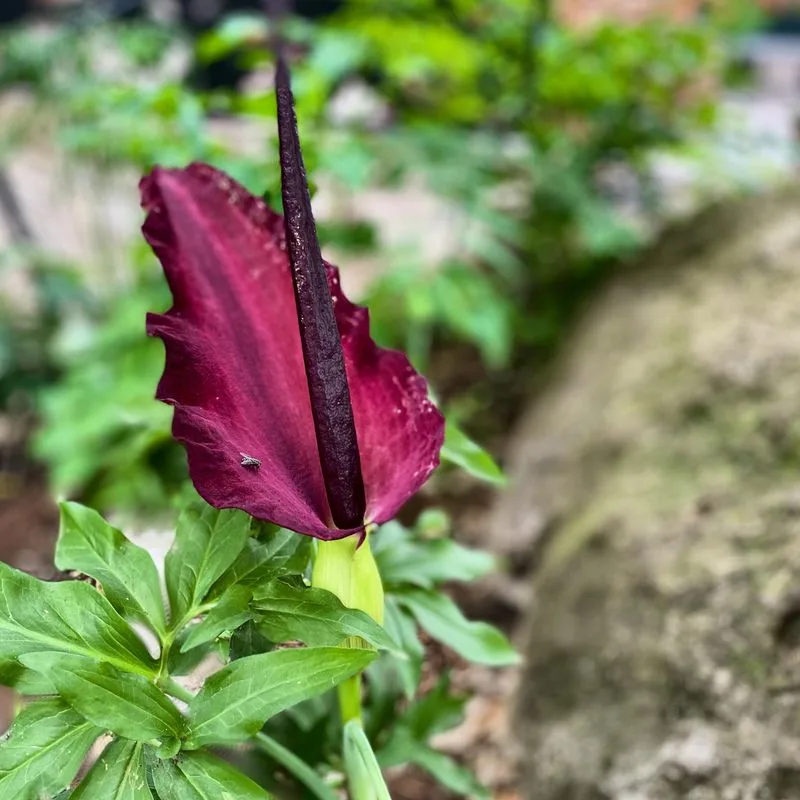Dragon Arum
