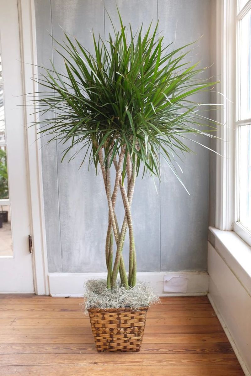 Dragon Tree