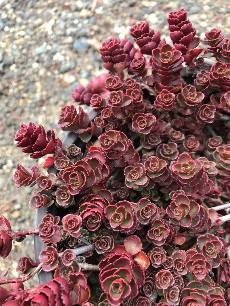 Dragon's Blood Sedum