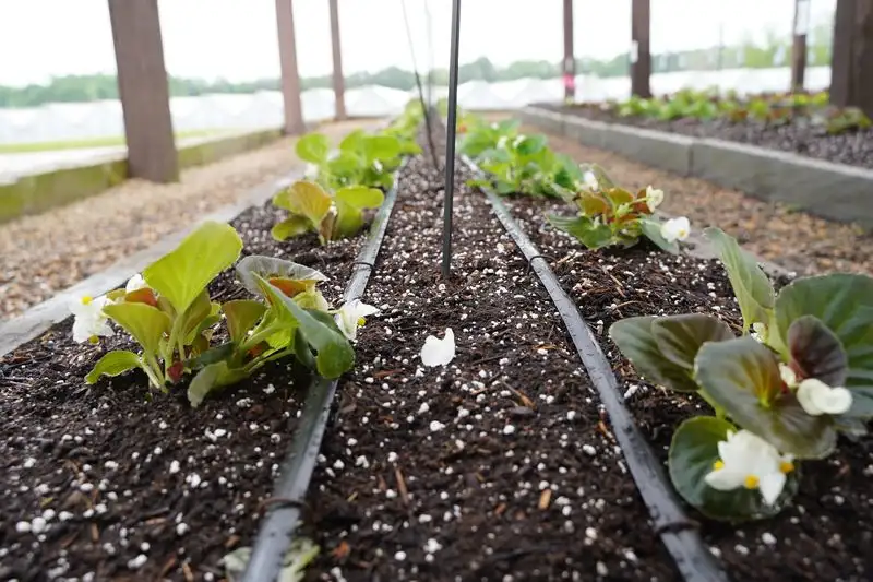 Drip Irrigation Efficiency