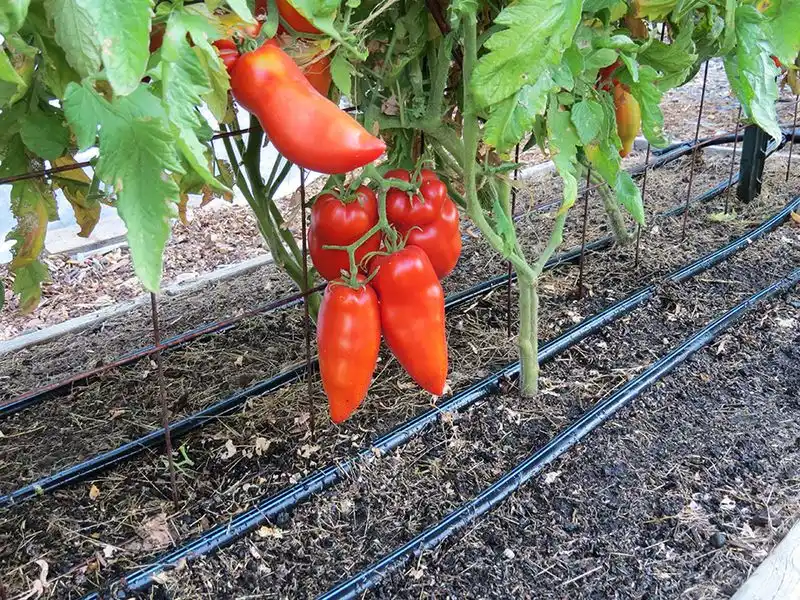 Drip Irrigation Systems