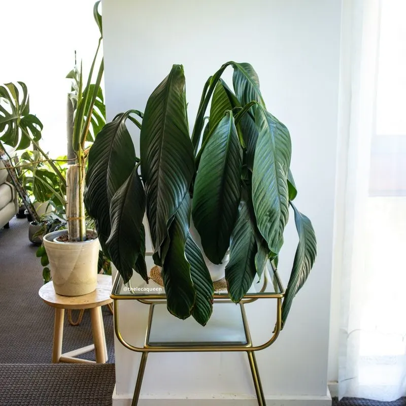 Drooping Leaves