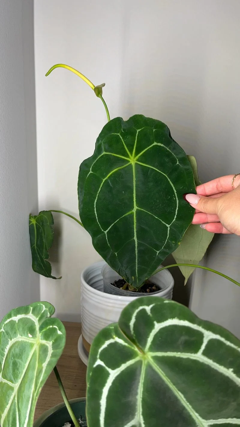 Droopy Leaves