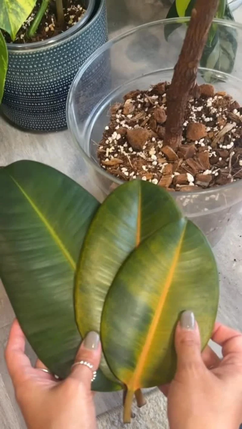 Dropping Leaves