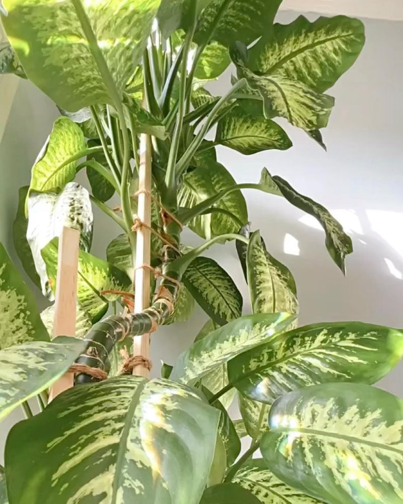 Dumb Cane