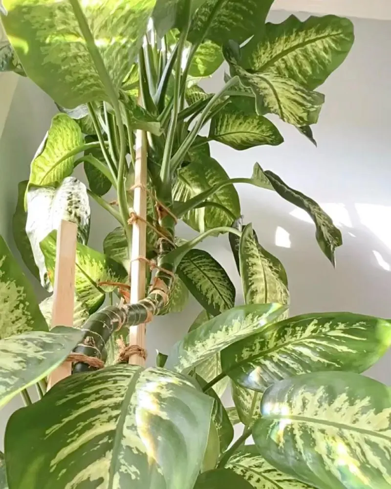 Dumb Cane