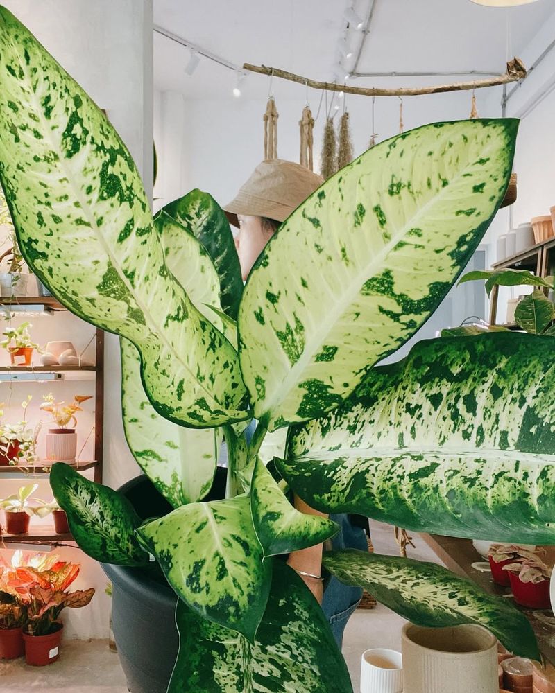Dumb Cane