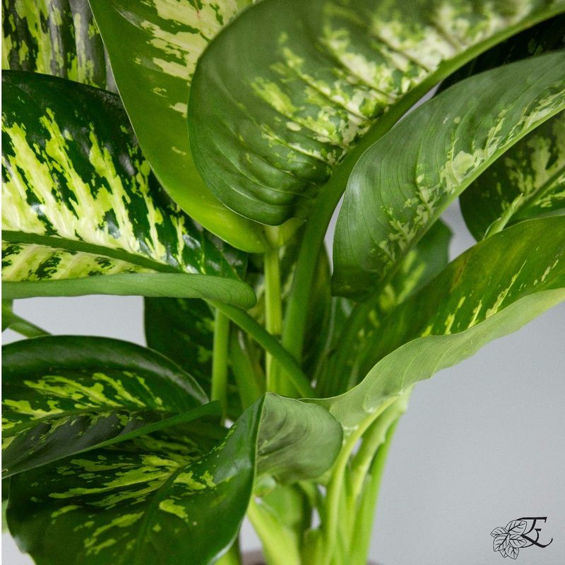 Dumb Cane
