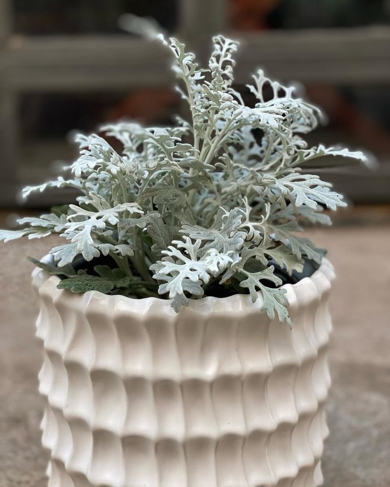 Dusty Miller