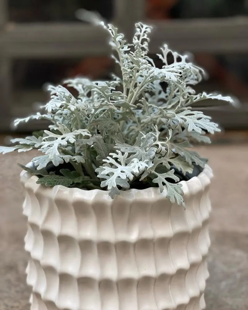 Dusty Miller