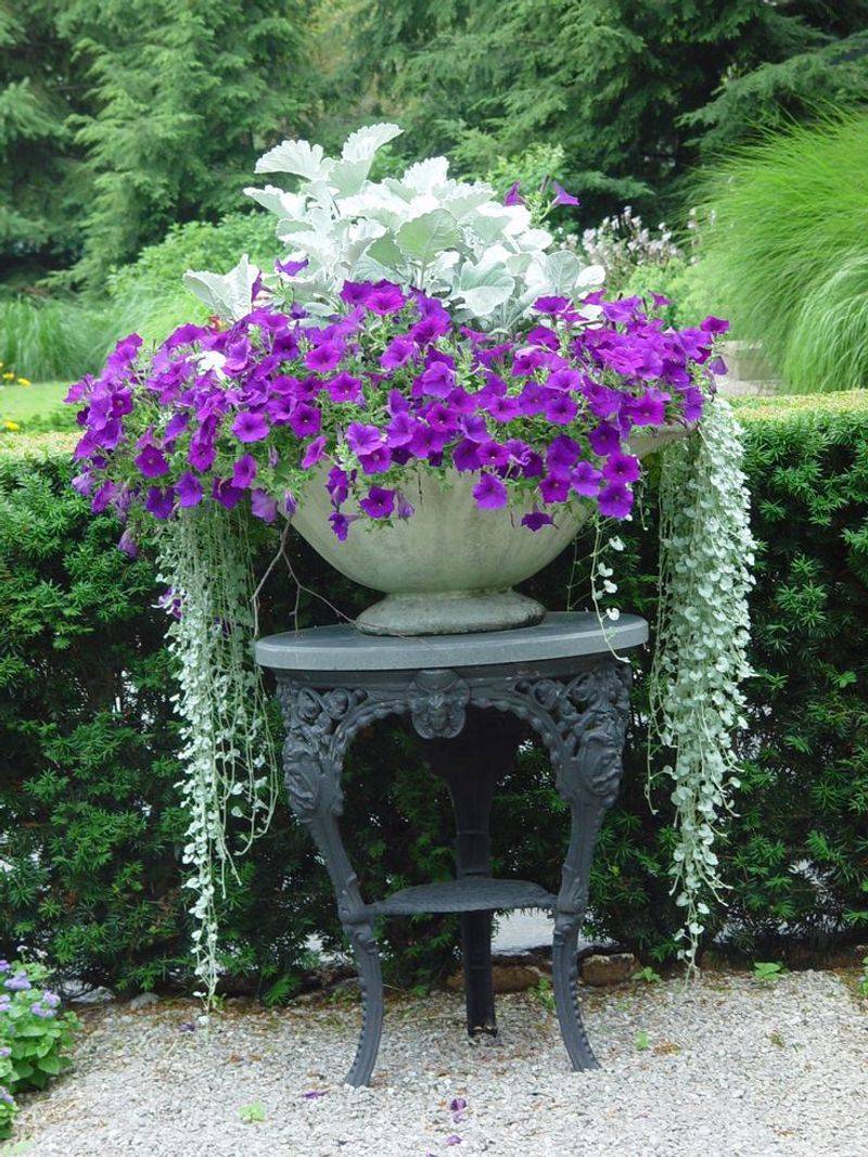 Dusty Miller