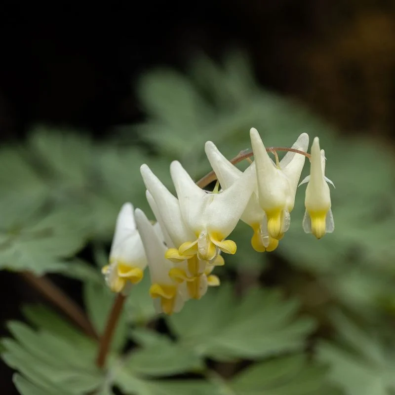 Dutchman's Breeches