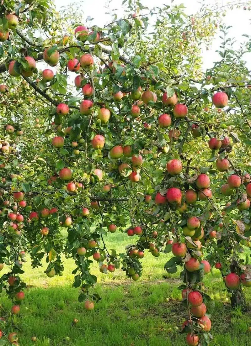 Dwarf Apple