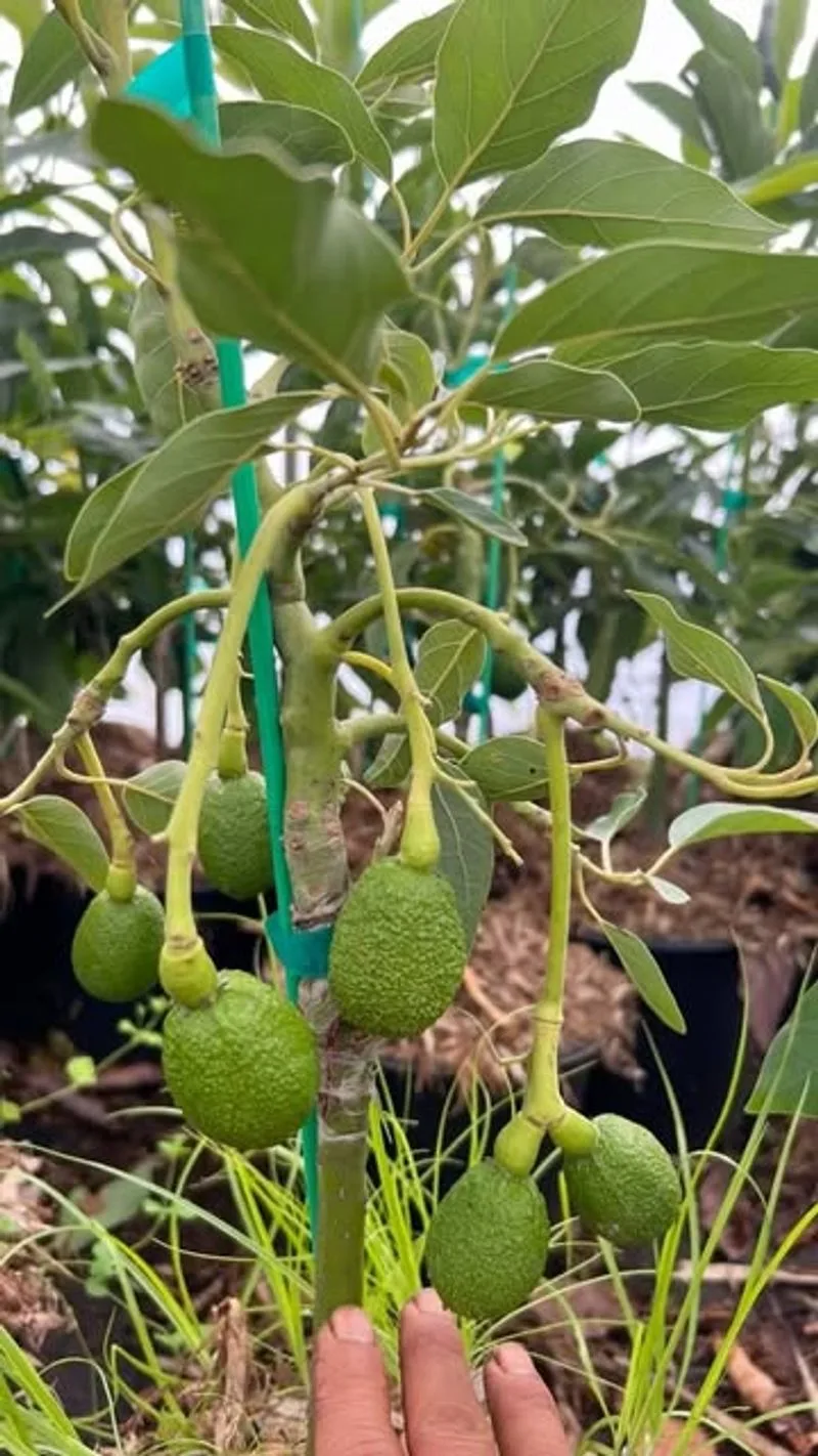 Dwarf Avocado