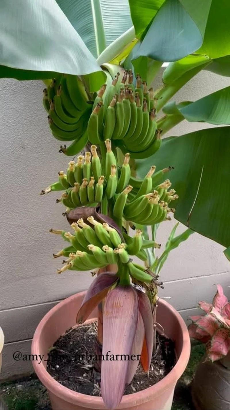 Dwarf Banana