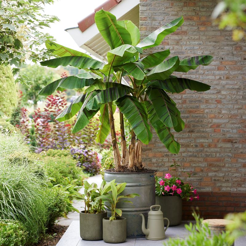Dwarf Banana Tree