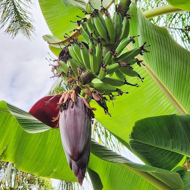 Dwarf Banana Tree