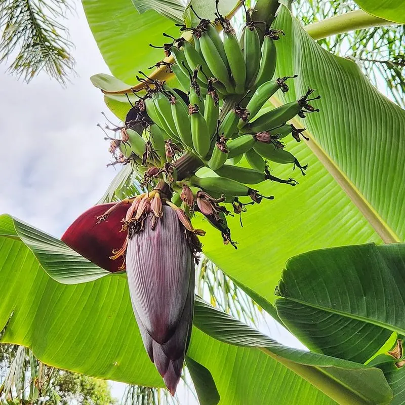 Dwarf Banana Tree