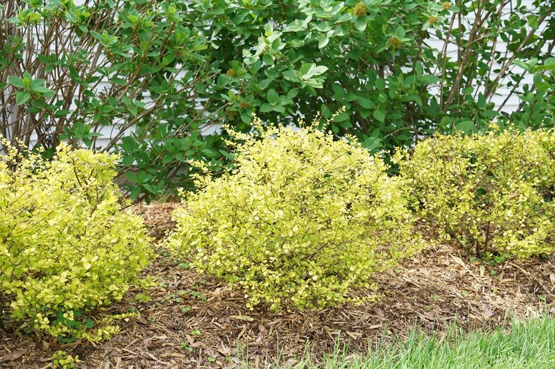 Dwarf Birch