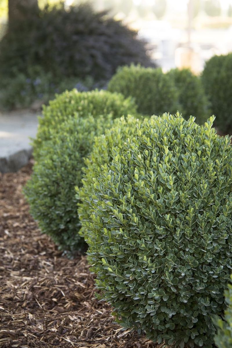 Dwarf Boxwood