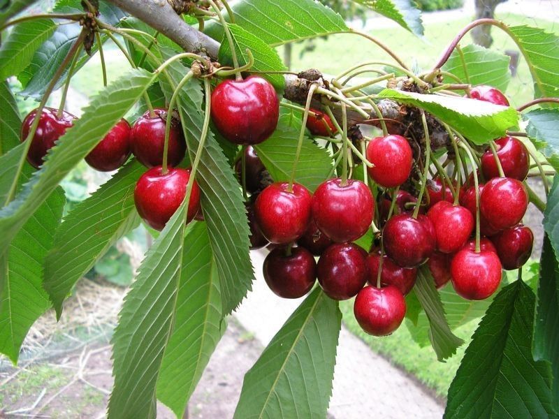 Dwarf Cherry Tree