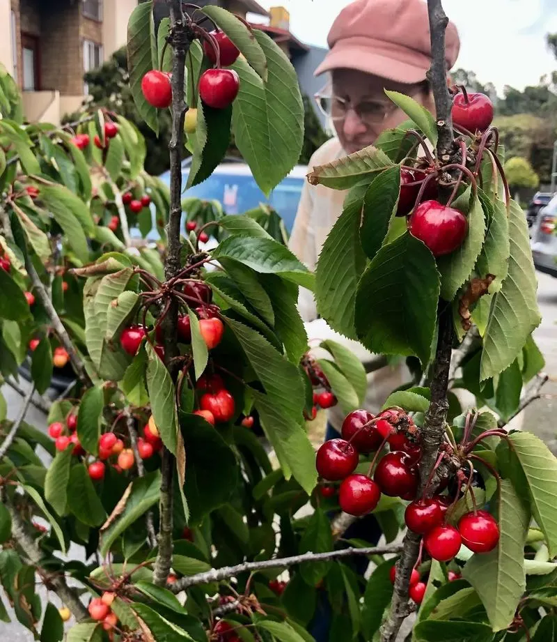 Dwarf Cherry