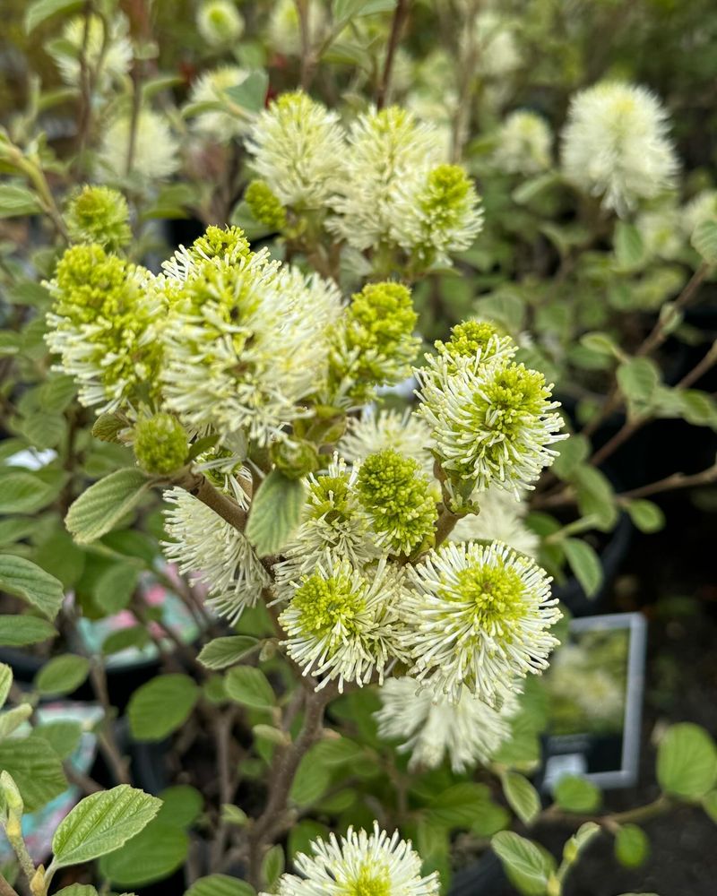 Dwarf Fothergilla
