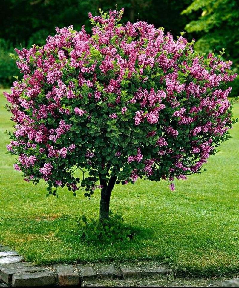 Dwarf Korean Lilac