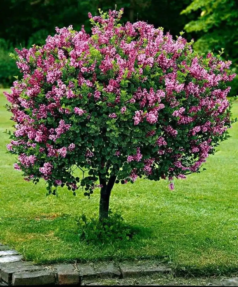 Dwarf Korean Lilac