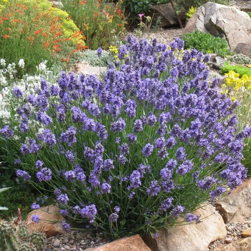 Dwarf Lavender
