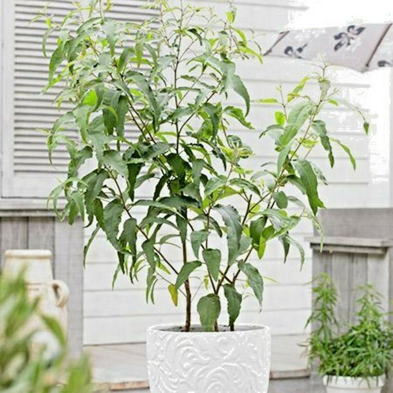 Dwarf Lemon Eucalyptus