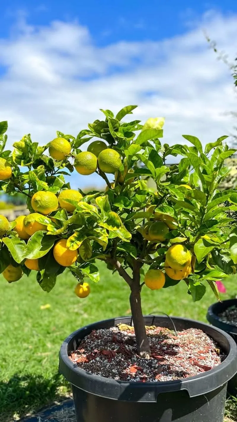 Dwarf Lime