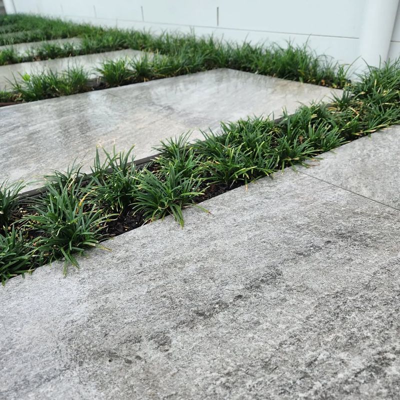 Dwarf Mondo Grass