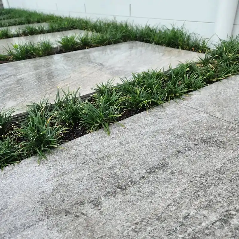 Dwarf Mondo Grass