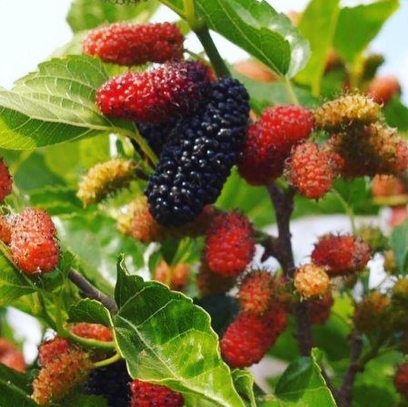 Dwarf Mulberry