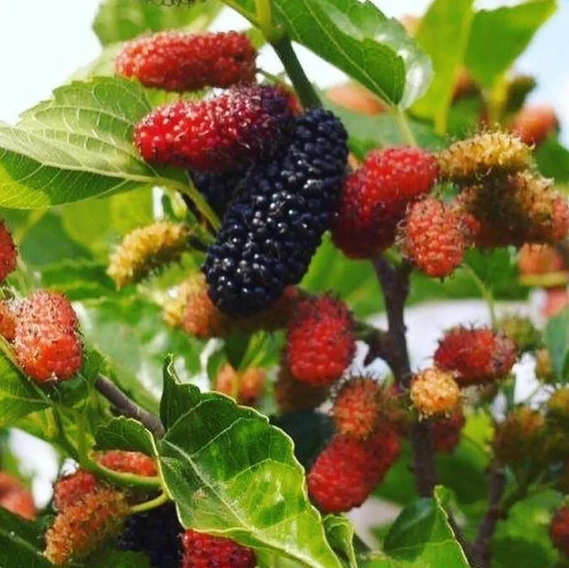 Dwarf Mulberry