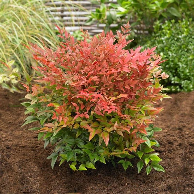 Dwarf Nandina