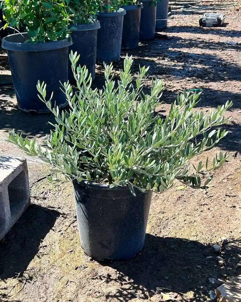 Dwarf Olive