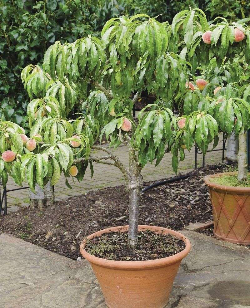 Dwarf Peach