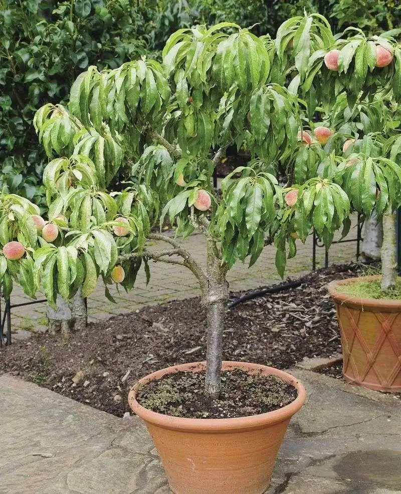 Dwarf Peach