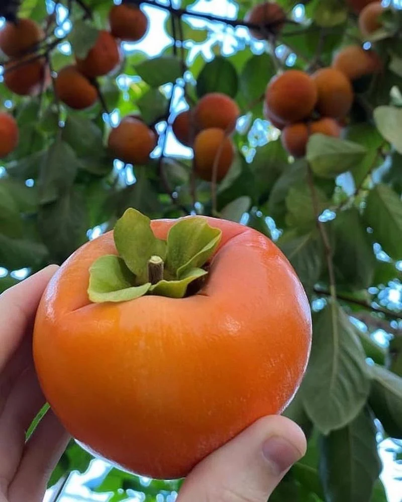 Dwarf Persimmon