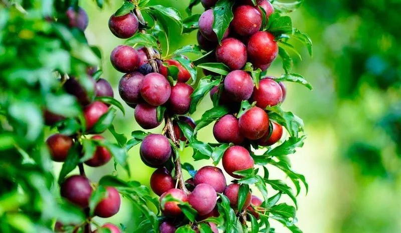 Dwarf Plum