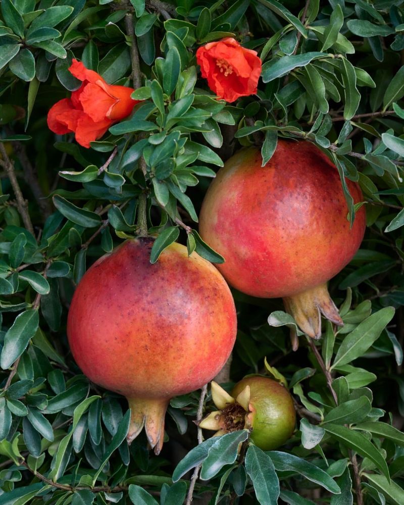 Dwarf Pomegranate