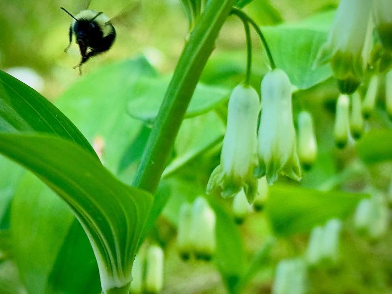 Dwarf Solomon's Seal