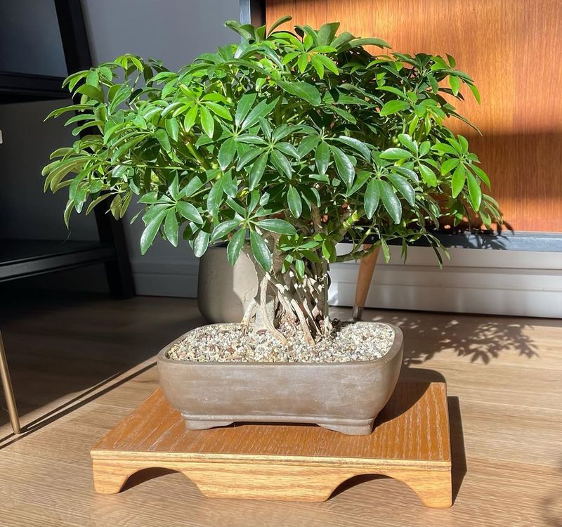 Dwarf Umbrella Tree