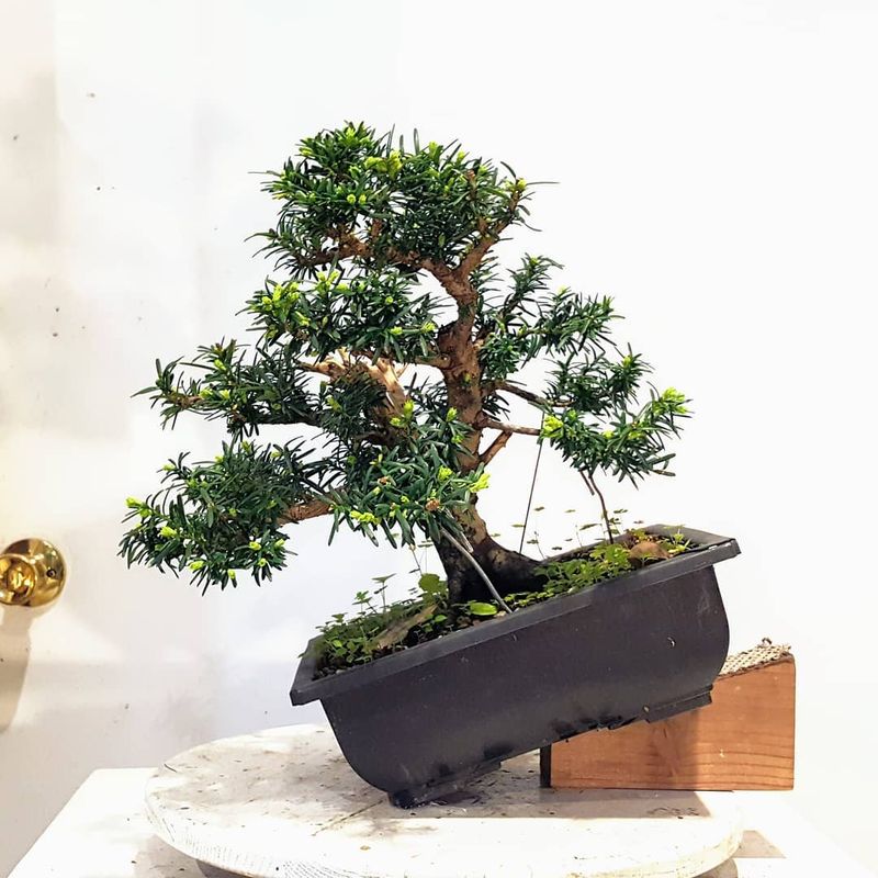 Dwarf Yew