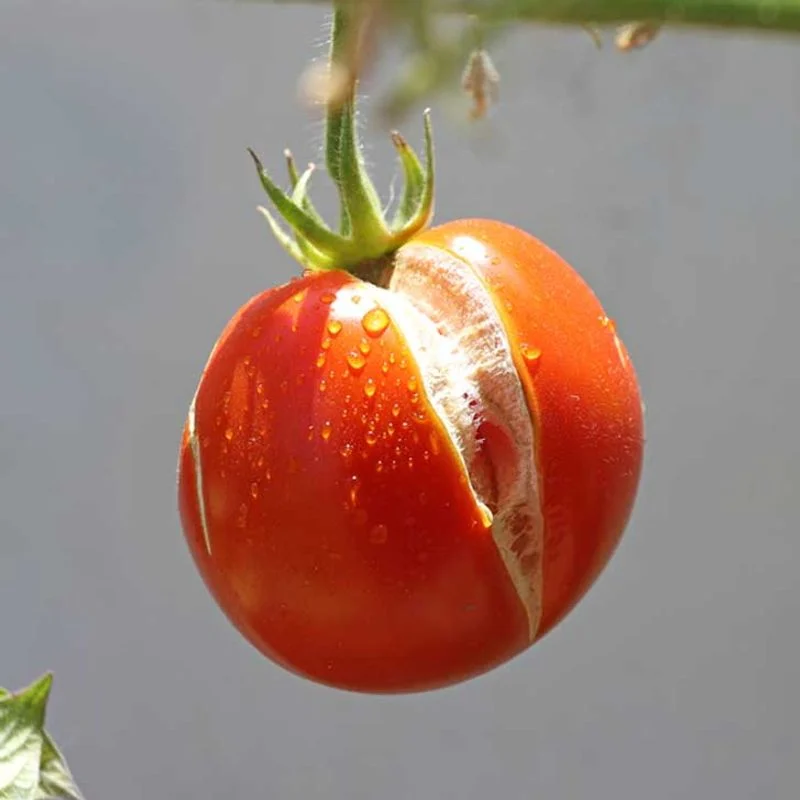 Cracking Fruits