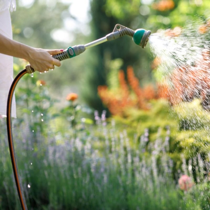 Early Morning Watering
