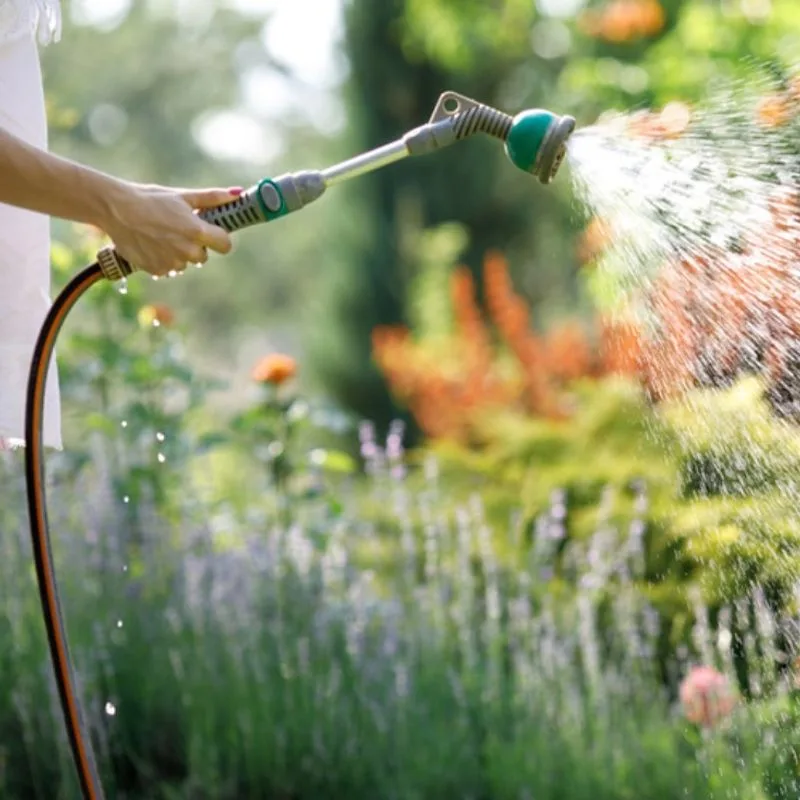 Early Morning Watering